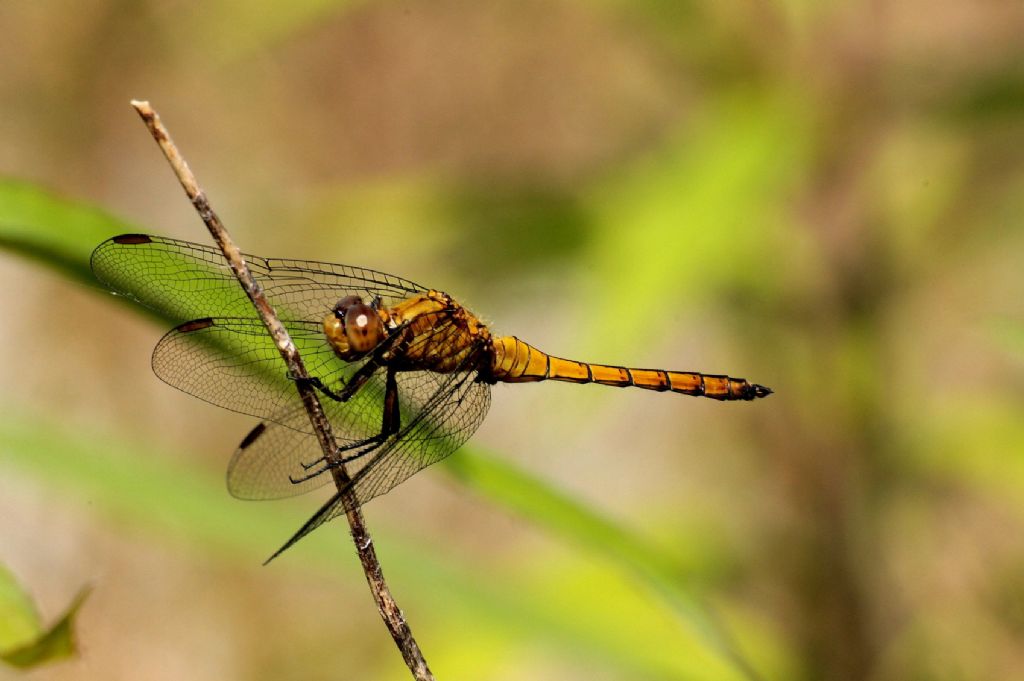 Orthetrum brunneum femmina? - No, O. coerulescens (M. imm.)